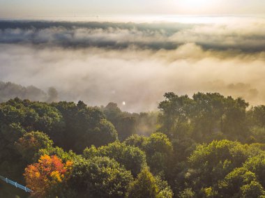 Havadan görünümü sonbahar ağaç. Kahverengi yaprakları ile bir ağaç. Kaunas İlçesi, Litvanya