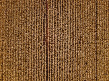 Litvanya tarım alanlarının dron havadan görünümü