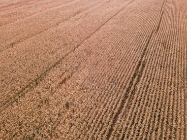 Litvanya tarım alanlarının dron havadan görünümü