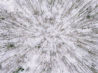 Litvanya ülkesindeki snowy orman dron hava görünümünü. Winter Tema