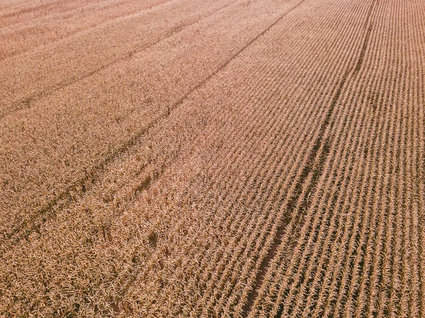 Drone Vue Aérienne Des Champs Agricoles Lituanie — Photo