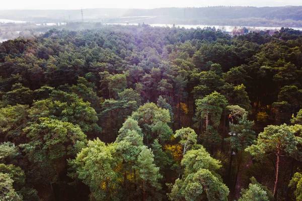 Drone Vista Aerea Della Foresta Lituania — Foto Stock