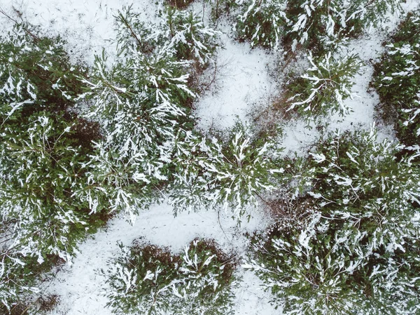 Drone Flygfoto Över Snöiga Skogen Litauen Vinter Tema — Stockfoto