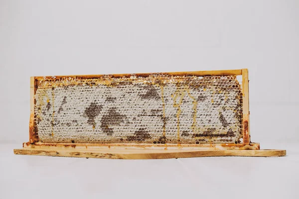 ハニカムのフレームです ハニカム蜂蜜ワックスで封の完全細胞と木製のフレームに — ストック写真