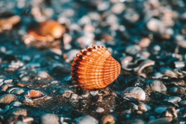 Tek deniz kabuğu görünümünü closeup sahilde. Adriyatik Denizi. Venedik, İtalya