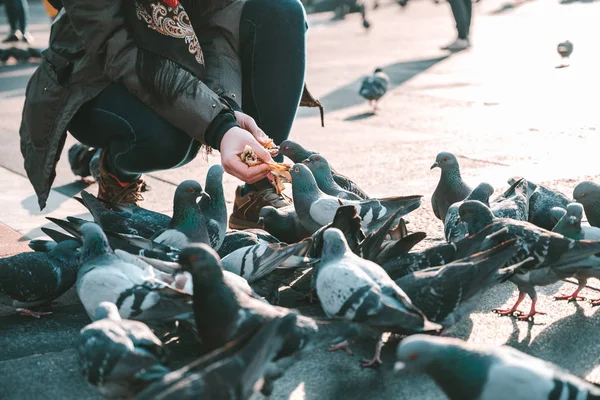 意大利米兰大教堂广场 大教堂广场 的鸽子 日出时刻 — 图库照片