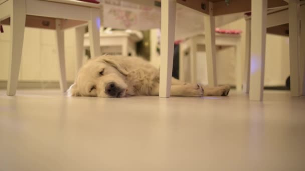 キッチンの床に眠っているかわいいゴールデンレトリバーの映像 — ストック動画
