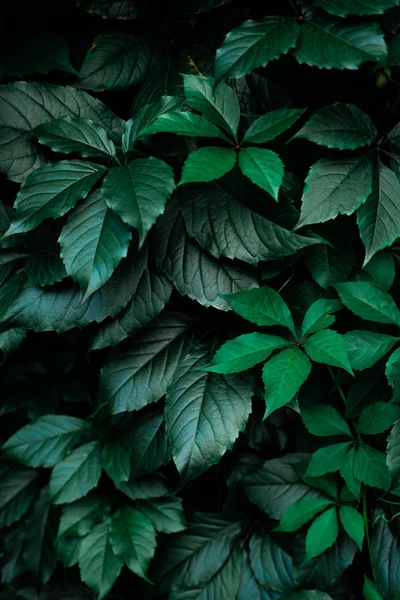 Dark green foliage leaf background — Stock Photo, Image