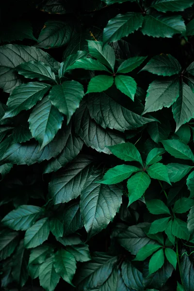 Fondo de hoja de follaje verde oscuro — Foto de Stock