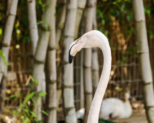 Pembe flamingo kafa bambu arka plan. — Stok fotoğraf
