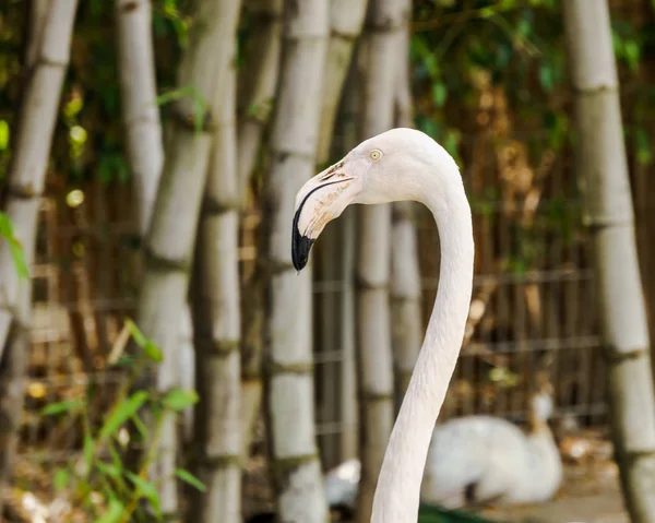 Cabeça de flamingo rosa contra fundo de bambu . — Fotografia de Stock