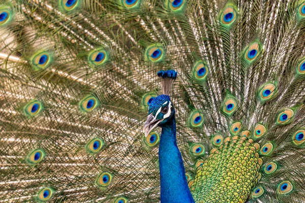 Mavi tavus kuşu yakın çekim portre Hayvanat Bahçesi. — Stok fotoğraf