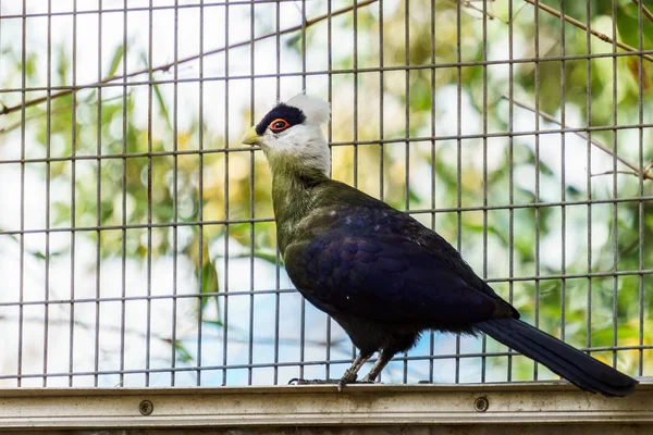 Biały Crested Turak Ptak Klatce Zoo — Zdjęcie stockowe