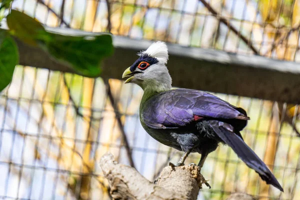 Biały Crested Turak Ptak Klatce Zoo — Zdjęcie stockowe