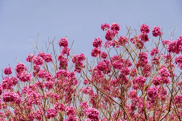 Dark pink flowers on the tree against blue sky background.
