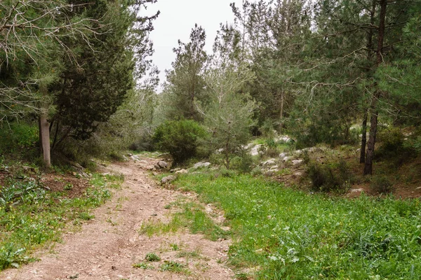 Wanderweg Einem Schönen Wald Bei Tag Israel — Stockfoto