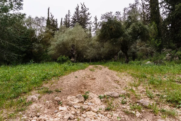 Trilha Uma Bela Floresta Durante Dia Israel — Fotografia de Stock