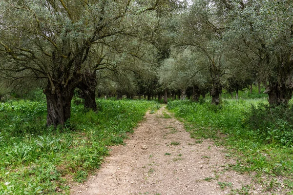 İsrail'de gündüz güzel bir ormanda Trail