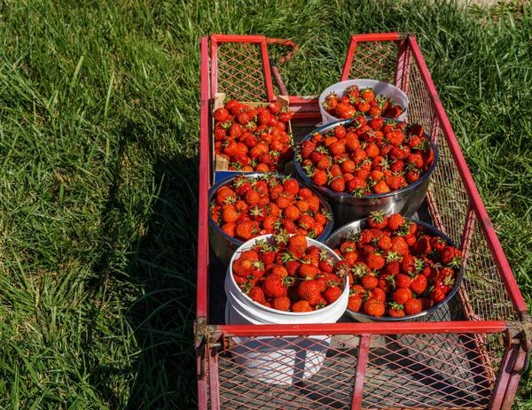 Balde Tigelas Morangos Vermelhos Recém Colhidos Carrinho Jardim Aço Campo — Fotografia de Stock