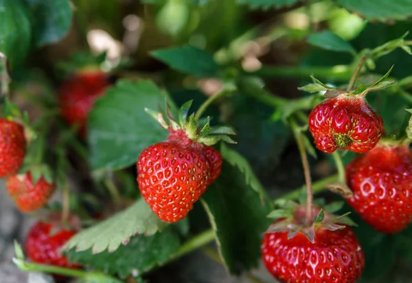 Fresh Strawberry Bush Growth Farm Royalty Free Stock Images