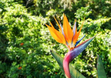 Cennet kuşu çiçeği yeşil bir arka plana dayanır