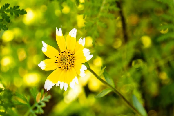 Flor Amarela Com Dicas Brancas Pétalas Fundo Verde — Fotografia de Stock