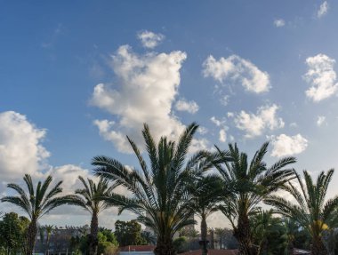 Nahariya, İsrail-Mart 25, 2018: Hindistan cevizi hurma ağacı şehrin üzerinde sabah mavi gökyüzü ile