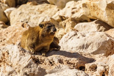 Vahşi kayalık arazide rock yaban faresi