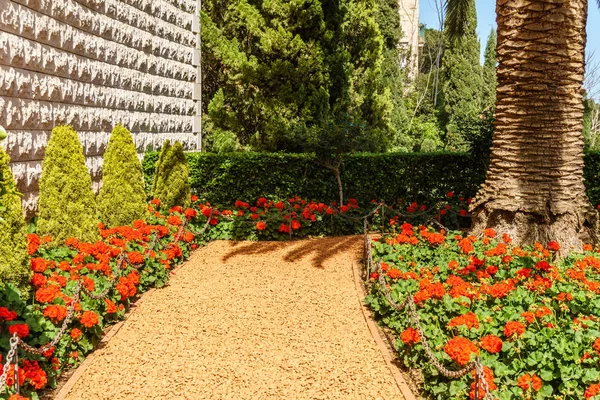 Szép Piros Virágok Közel Fal Parkban Színes Mediterrán Növényekkel — Stock Fotó