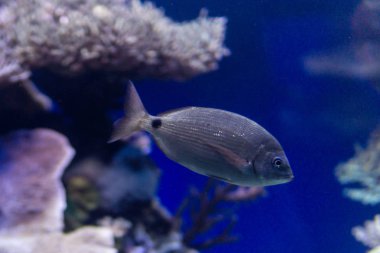 Küçük balık ve Derma deniz altında mercan.