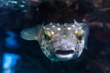 Kirpi balığı Arothron hispidus sualtı red Sea'deki/daki beyaz benekli.