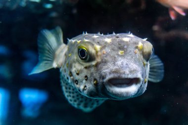 Kirpi balığı Arothron hispidus sualtı red Sea'deki/daki beyaz benekli.