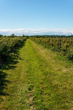 Ladner, Kanada - 1 Temmuz 2018: çilek Emma Lea Çiftliği'nde yaz gününde toplama insanlar