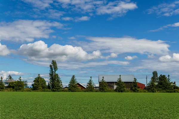 Lind Kanada Juli 2018 Utsikt Från Emma Lea Gården Vid — Stockfoto