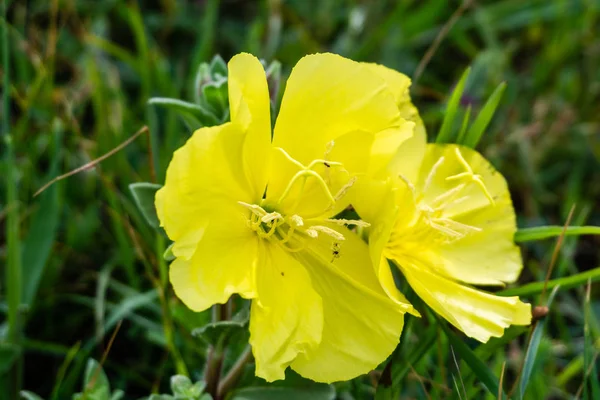 En gul blomma med gröna löv kontrast bakgrund. — Stockfoto