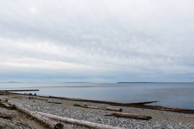 Surrey, İngiltere - 27 Ekim 2018: Blackie tükürük park bölgesinde sınır koyunda.