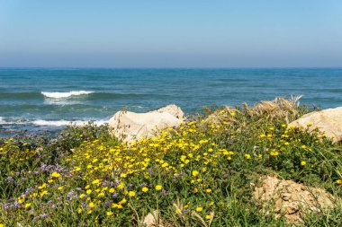 Mor ve sarı çiçekli Akdeniz deniz kıyısında görünümünü ön üzerinde.