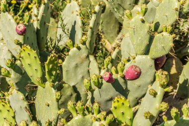 bir çiçek gibi kırmızı çekimleri ile yeşil kaktüsler.