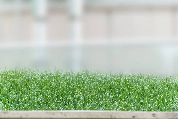 Fresh Green Grass Dew Drops Close — Stock Photo, Image