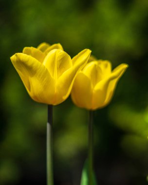 Güneşli bir gün, çiçekli güzel doğal yaz arka plan .