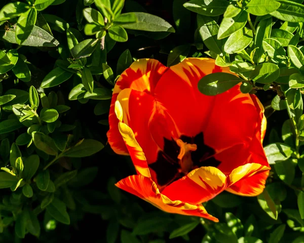 Güneşli bir gün, çiçekli güzel doğal yaz arka plan .