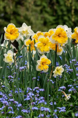 Güneşli bir gün, çiçekli güzel doğal yaz arka plan .