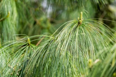 Güneşli bir günde çam dalı ile güzel doğal arka plan