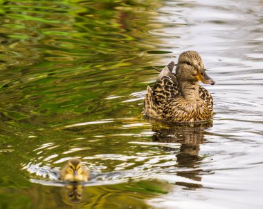suda ördek yavrusu ile dişi yaban ördeği kuş