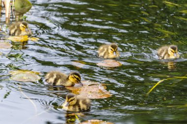 suda ördek yavrusu yaban ördeği kuş