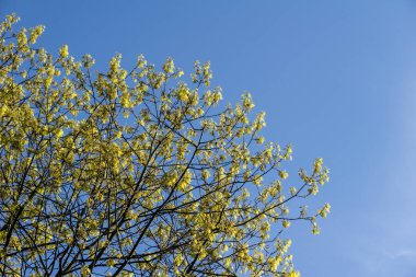 Güneşli bir günde yeşil ağaçlar ile güzel doğal yaz arka plan