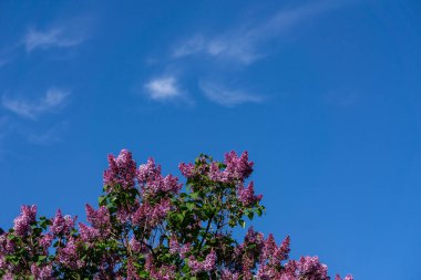 Güneşli bir gün, çiçekli güzel doğal yaz arka plan