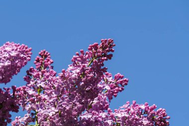 Güneşli bir günde Ortak leylak çiçekleri ile güzel doğal yaz arka plan