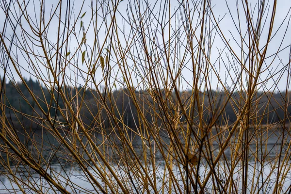 Парк Оленей Дождливый Осенний День Ноября Burnaby Британская Колумбия Канада — стоковое фото