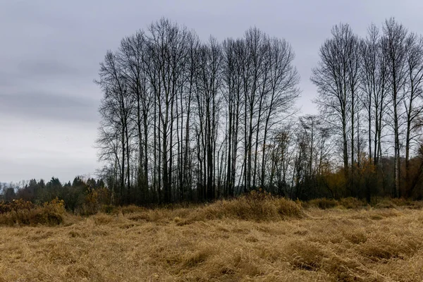 Deer Lake Park Deszczowy Jesienny Dzień Listopadzie Burnaby British Columbia — Zdjęcie stockowe